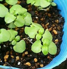 basil0607.jpg