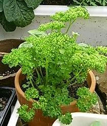 parsley0607.jpg
