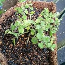bacopa0610.jpg