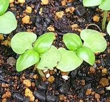 basil0610.jpg