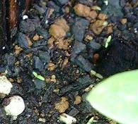 matubabotan0610.jpg