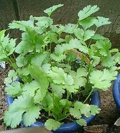 coriander0611.jpg