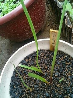 zephyranthes0611.jpg