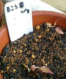 rukouso0613.jpg