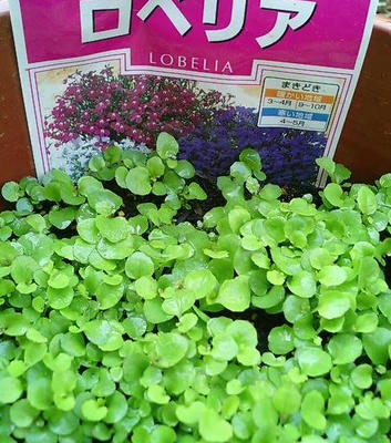 lobelia0615.JPG