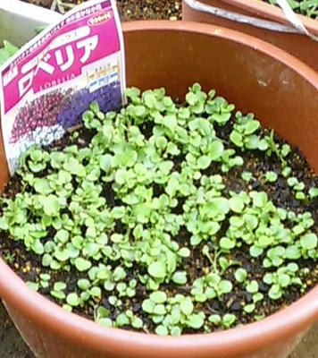 lobelia0615_2.JPG