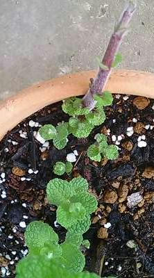 applemint0616.JPG