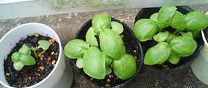 basil0616.JPG