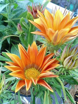 gazania.JPG