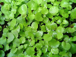 lobelia0618.JPG