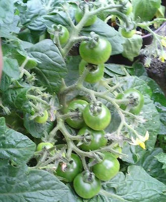 tomato0618.JPG