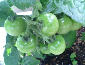tomato0618_2.JPG