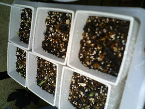 cosmos0616.JPG
