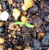 carrot0619.JPG