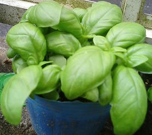 basil0620.JPG