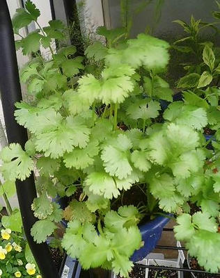 coriander0620.JPG
