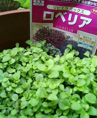 lobelia0620.JPG