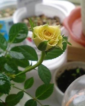 minirose0621.JPG