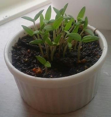tomato0621.JPG