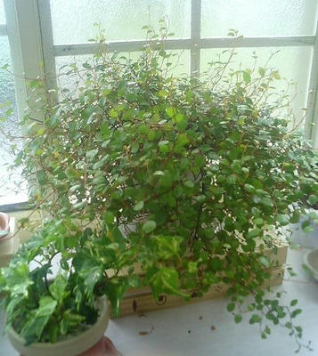 wplants0621.JPG