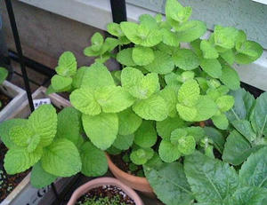 applemint0626.JPG