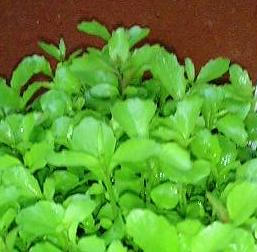lobelia0626.JPG