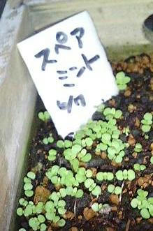 mint0626.JPG