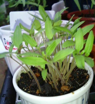 tomato0626.JPG