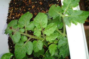 tomato_wakime0626.JPG