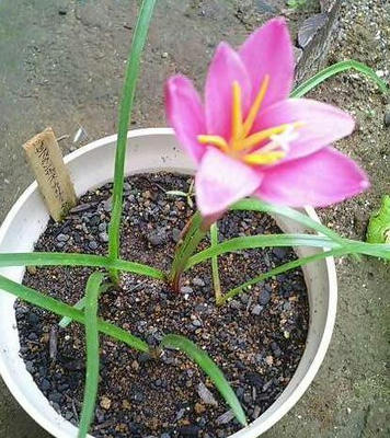 zephyranthes0626.JPG