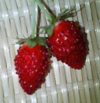 ws0629.JPG