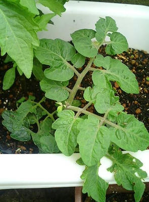 tomato_wakime0630.JPG