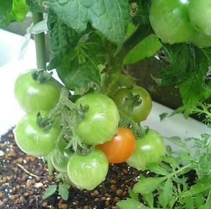 tomato0630_tei.JPG