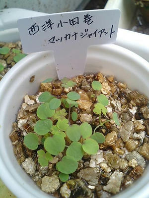 odamaki0630.JPG