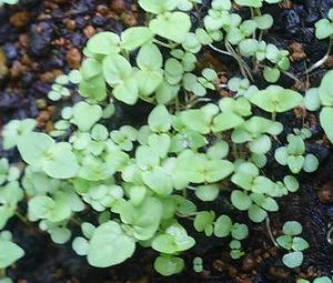 mint0630.JPG