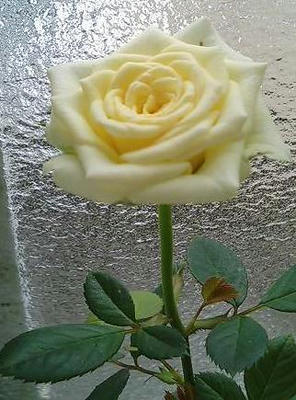 minirose0630.JPG
