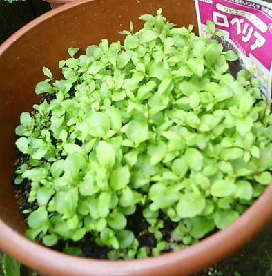 lobelia0630.JPG