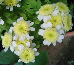 kikuka0630.JPG