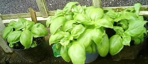basil0630_3.JPG