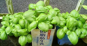 basil0630_2.JPG