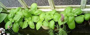 basil0630_1.JPG