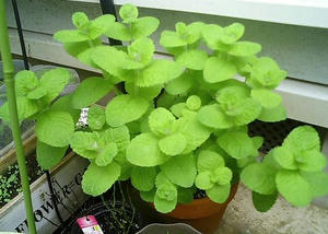 applemint0630.JPG