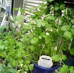 coriander0701.JPG