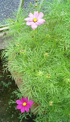 cosmos0701.JPG