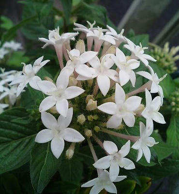 pentas0701.JPG