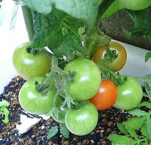 tomato0701.JPG
