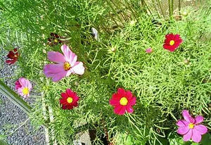 cosmos0704.JPG