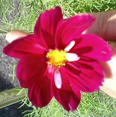 cosmos0704_saike.JPG