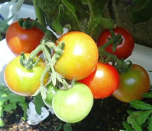 tomato0704.JPG