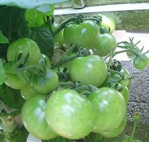 tomato0704_2.JPG